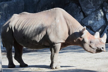 ヒガシクロサイ