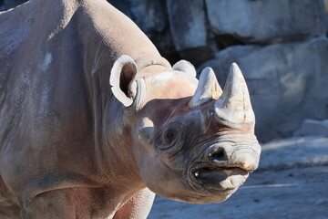 ヒガシクロサイ