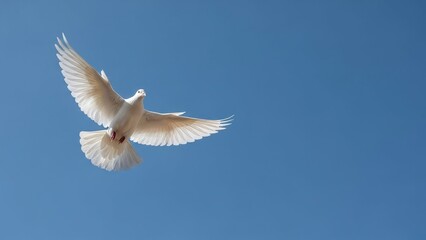 Obraz premium A white dove gracefully soaring against a bright, clear blue sky, its wings elegantly spread in flight. It symbolizes peace, hope, and freedom
