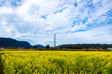 一面に広がる黄色い菜の花畑と中央に立つ通信塔