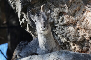 スーチョワンバーラル
