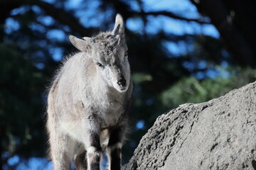 スーチョワンバーラル