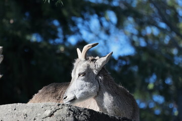 スーチョワンバーラル