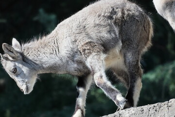 スーチョワンバーラル