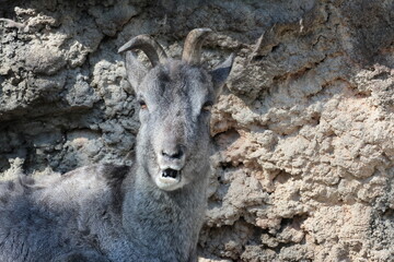 スーチョワンバーラル