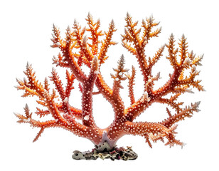 Branching coral structure, red and white, against black