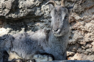 スーチョワンバーラル