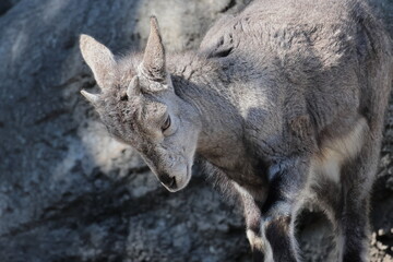 スーチョワンバーラル