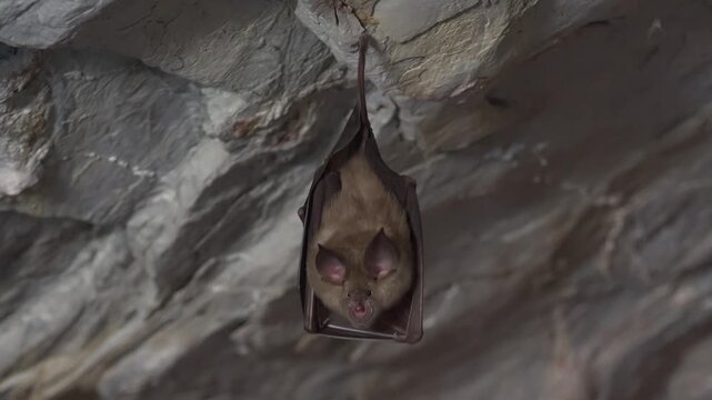A real wild bat hangs upside down on a cave ceiling in its natural underground habitat. Nocturnal mammal rests inverted inside a dark cavern showing authentic wildlife behavior.