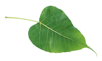 Fresh Leaves. Green Bodhi leaf isolated on transparent background or png file.