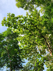 Fototapeta premium Leaves glowing under the sunlight in the forest. Bright tree leaves with sunlight shining through. Sunlit green foliage in the morning light. Fresh green leaves and sunlight in natural surroundings