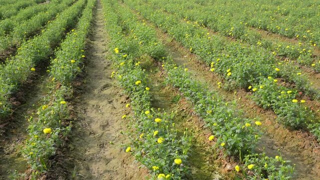Neat rows of vibrant green marigold seedlings with bloomed flowers in field
