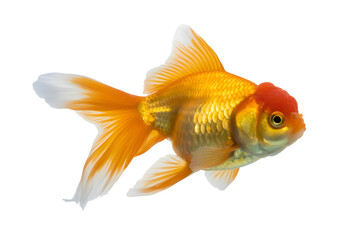 Fototapeta premium Bright orange goldfish swimming isolated on transparent background