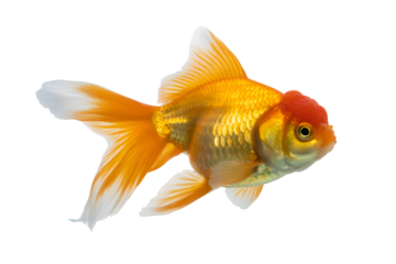 Bright orange goldfish swimming isolated on transparent background