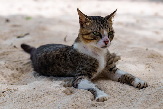 Beautiful Cat on the beach Beau Vallon Seychelles