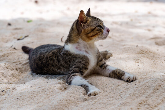 Beautiful Cat on the beach Beau Vallon Seychelles