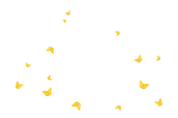 Butterfly on transparent background. Butterfly  isolated. Realistic butterflies postcard card frame...