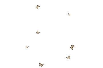 Butterfly on transparent background. Butterfly  isolated. Realistic butterflies postcard card frame Collection set of multicolored butterflies