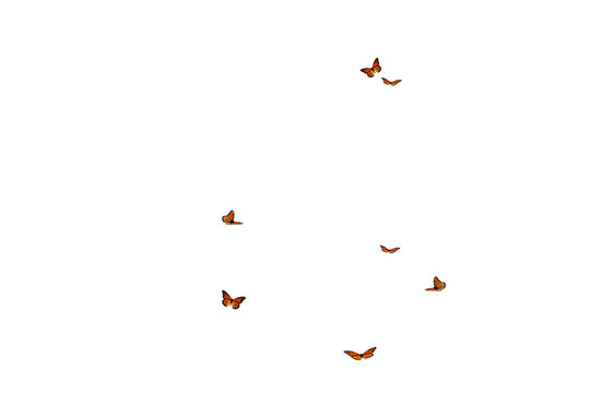 Butterfly on transparent background. Butterfly  isolated. Realistic butterflies postcard card frame Collection set of multicolored butterflies