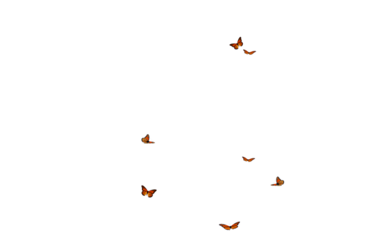 Butterfly on transparent background. Butterfly  isolated. Realistic butterflies postcard card frame Collection set of multicolored butterflies - Powered by Adobe