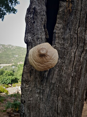 Close-up of lone mushroom growing on the trunk of a dead tree, its smooth, silvery-grey cap shining like polished metal. the large image emphasizes the delicate texture of the cap and its faint sheen