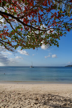 Autumn and Red tree on the beach Beau Vallon Seychelles