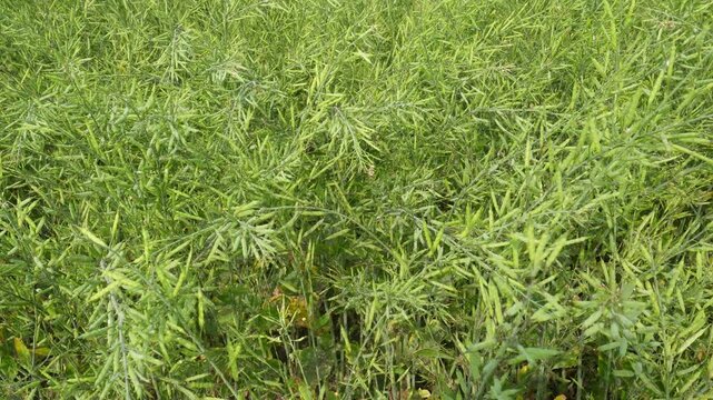 Thick lush green mustard plants with seeds in agricultural field