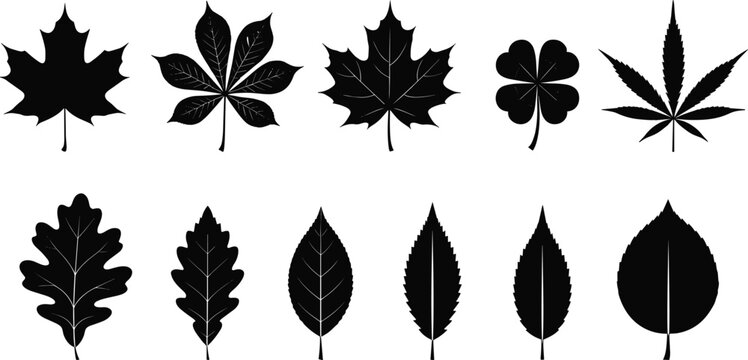 Black leaf silhouette collection featuring various tree leaves including maple oak chestnut clover and birch for nature autumn environment and vector design.