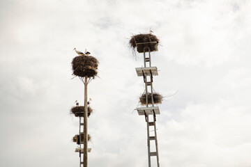 Storks nesting on tall wooden and metal poles, designed for bird conservation. Captures avian life, breeding behavior, and nature’s adaptation to urban structure.