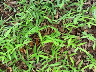 Fresh Green Grass Growing on Forest Floor with Dry Leaves Background