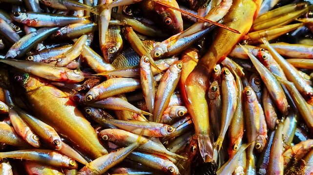 Close-up of a colorful pile of freshly caught small fish in Cesis, Latvia. Cesis, Latvia
