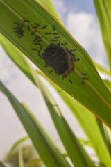 Casulo em contrução por enxame de vespas em meio a natureza, ninho do inseto