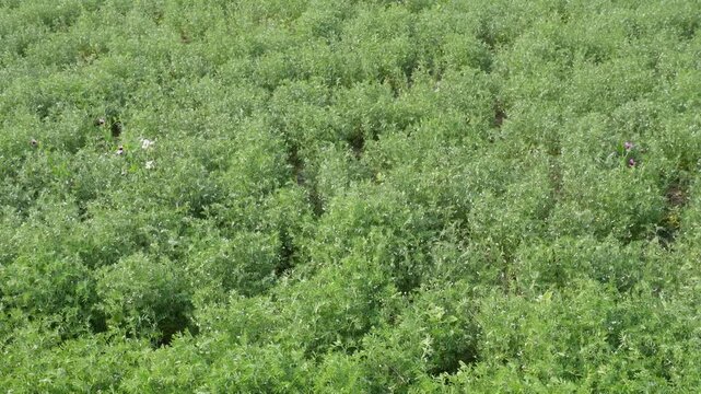 Vibrant green lentil plants flourishing in farmland
