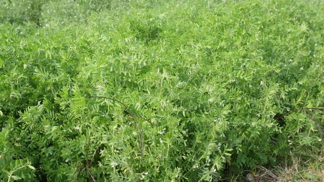 Dense green lentil plants forming ground cover across agricultural field