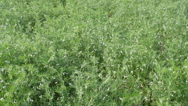 Wild lentil plants displaying delicate white flowers thriving