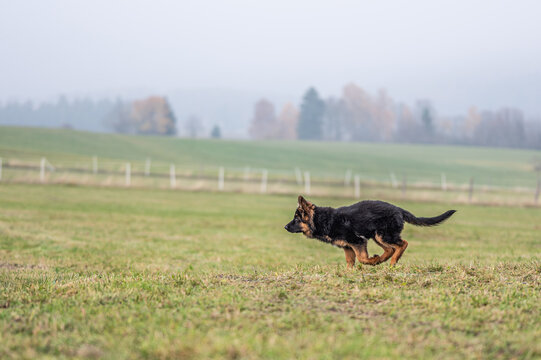 German shepherd puppy training on the farm, puppy is running, trees are in the fog in the background