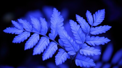 Vibrant blue fern fronds in deep darkness