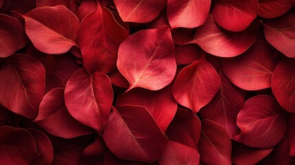 Vibrant crimson leaves, close-up