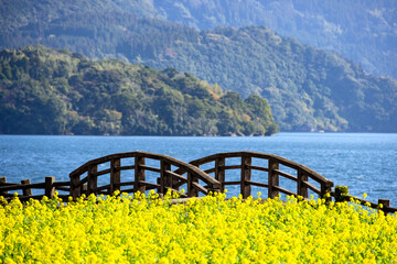 鹿児島県の池田湖畔の菜の花畑と木のアーチ橋