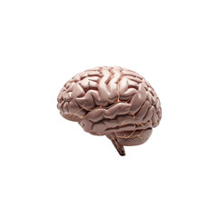 Human brain illustration on Transparent Background