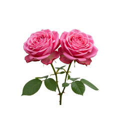 Pair of pink roses on Transparent Background