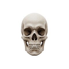 Anatomical human skull on Transparent Background