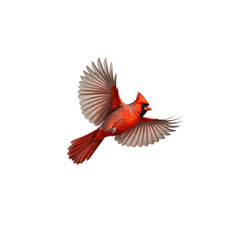 Cardinal in flight illustration