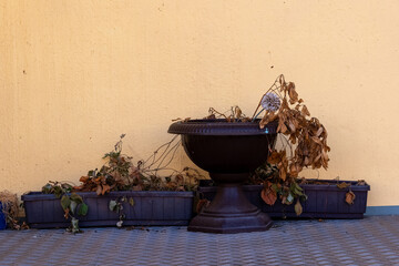 Desolate flower pot sits against a vibrant yellow wall, capturing a moment of forgotten beauty in an urban setting