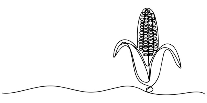 Continuous one line drawing of corn, One line drawing illustration of vegetarian food, sketch isolated on white background. Vector illustration, Continuous one line drawing of a fresh corn cob