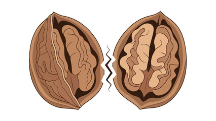 Artistic digital drawing of a whole walnut broken cleanly down the middle exposing the nutritious brain-like kernel nestled securely inside its