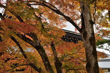 南禅寺　法堂裏のモミジ(京都市左京区)