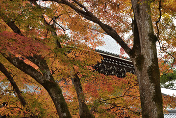 南禅寺　法堂裏のモミジ(京都市左京区)