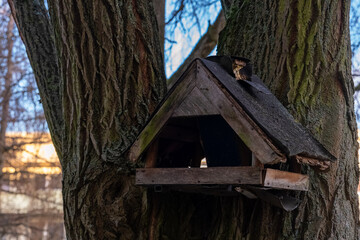 Old wooden birdhouse nestled in a tree with a backdrop of wintery branches and soft sunlight