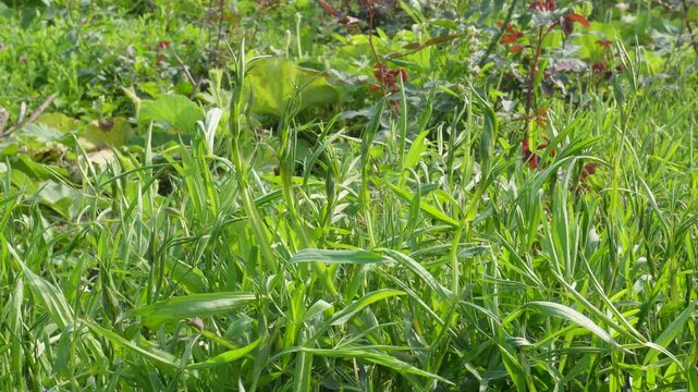 Vibrant Green Grass Pea Crop Field in Morning Light